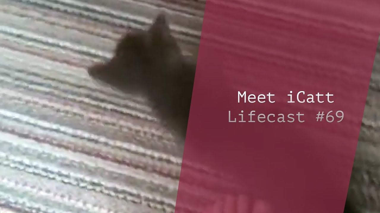 A New Friend: Meet iCatt