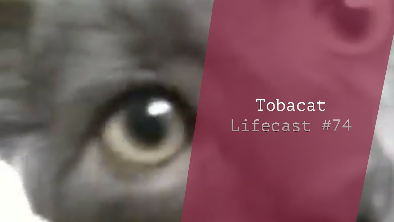 Tobacat